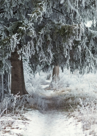 winter backgroundの写真素材