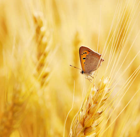 butterfly sits on an ear of wheatの写真素材