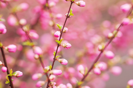 Beautiful flowering Japanese cherry - Sakura. Background with flowers on a spring day.の写真素材