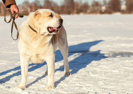 Man and central Asian shepherd walk in the parkの写真素材