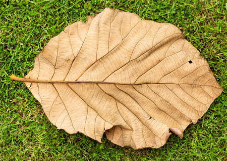 sheet lying on the grass dry