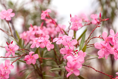 Beautiful flower
