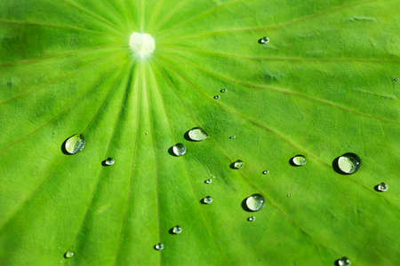 Dew drops on leaf