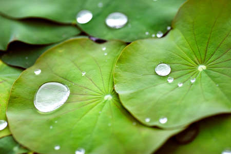 Dew drops on leafの写真素材