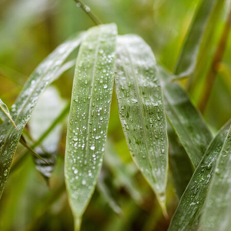 leaves in the jungle after the rainの写真素材