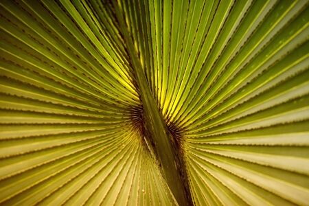 palm leafの写真素材