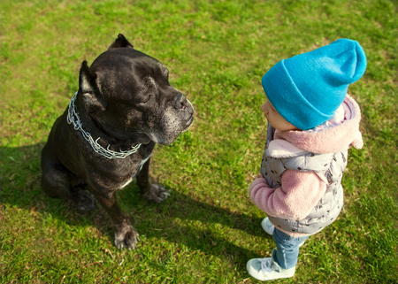 little child and dog are looking at each other playing on the grass, Cane Corso, psychological conceptの写真素材