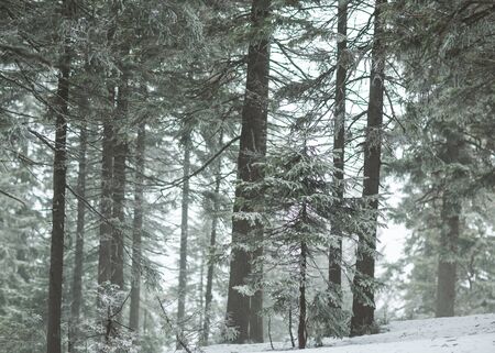 snowy foggy forest in the mountainsの写真素材