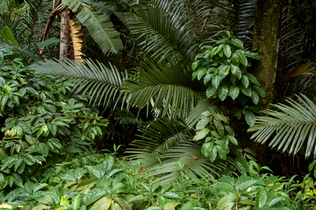 palm trees in the jungles of Indonesiaの写真素材