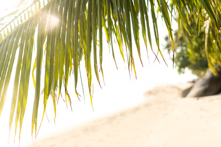 palm trees on an island in Thailandの写真素材