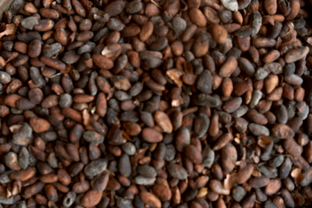 close-up cocoa beans are on the market of Indonesia, blurred imageの写真素材