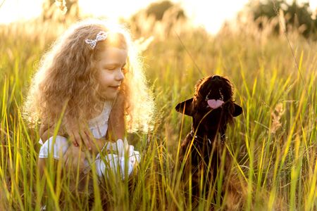 little girl with a dog plays in the park at sunsetの写真素材