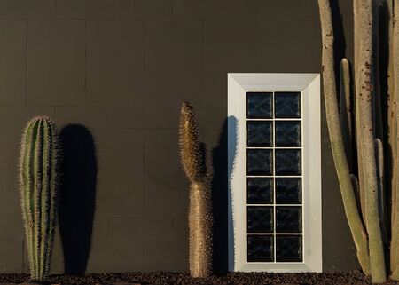 large cacti on the background of the wall and hats, Texasの写真素材