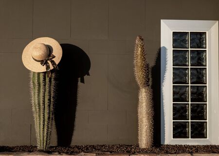 large cacti on the background of the wall and hats, Texasの写真素材