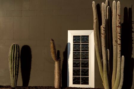 large cacti on the background of the wall and hats, Texasの写真素材