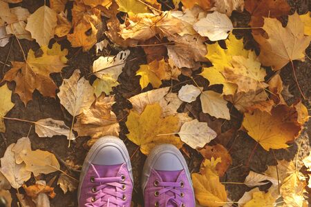 yellow leaves and lilac sneakersの写真素材