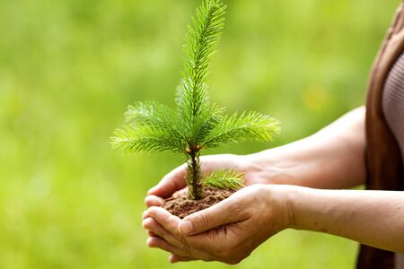 environment Earth Day In the hands of trees growing seedlings. Bokeh green Background Female hand holding tree spruce on nature field grass Forest conservation conceptの写真素材