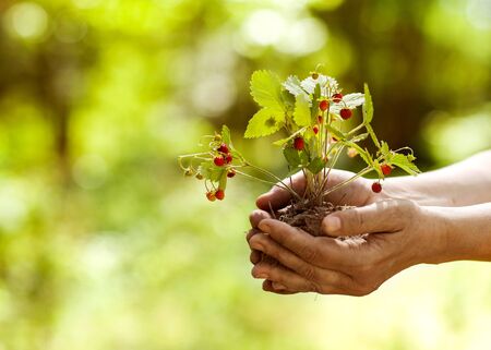 Girl denjit sapling in the hands of wild strawberries. Forest conservation conceptの写真素材