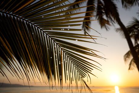 tropical palm trees at sunset in thailandの写真素材