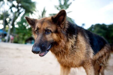 shepherd on the beach in tropical palm treesの写真素材