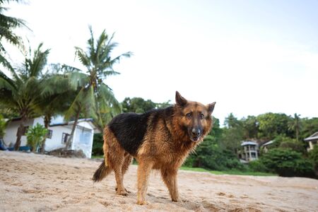 shepherd on the beach in tropical palm treesの写真素材