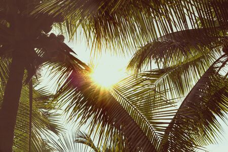 palm leaves in sunset sunの写真素材