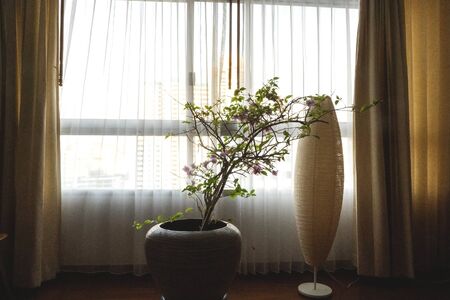 beautiful vase with a flower in the interior opposite the windowの写真素材