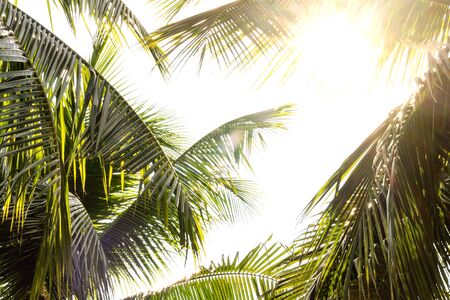 palm leaves in sunset sunの写真素材