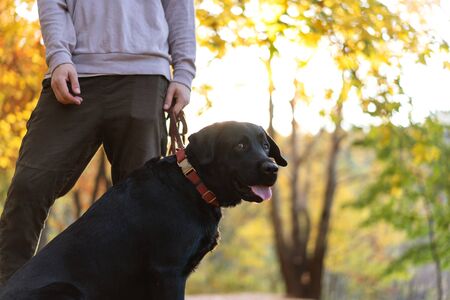 guy with his dog labrador in autumn sunny parkの写真素材