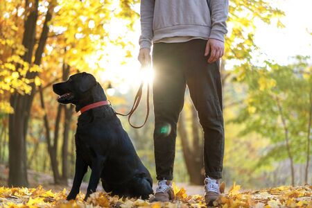 guy with his dog labrador in autumn sunny parkの写真素材