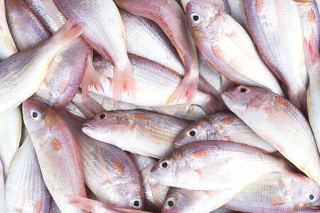 Delicious fresh fish on background. Healthy food, diet or cooking conceptの写真素材