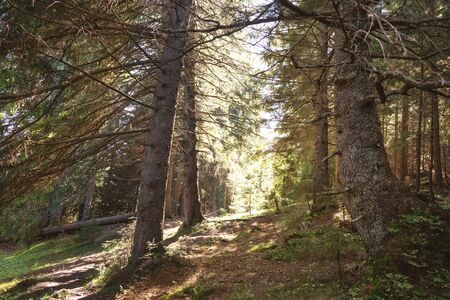forest in the sunlight: pine trees in the sun. Concept safe nature の写真素材