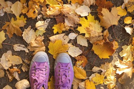 sneakers on yellow leaves in autumnの写真素材