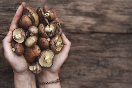 Mushroom Suillus in hands over Wooden Background. Spring Mushrooms. Suillus edulis over Wooden Dark Background, close up on wood rustic table. Cooking delicious organic mushroom. Gourmet foodの写真素材