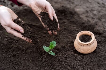 Gardening home. Girl replanting green mint in home garden.indoor garden,room with plants banner Potted green plants at home, home jungle,Garden room gardening, Plant room, Floral decor.の写真素材
