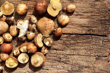 Mushroom Suillus over Wooden Background. Spring Mushrooms. Suillus edulis over Wooden Dark Background, close up on wood rustic table. Cooking delicious organic mushroom. Gourmet foodの写真素材