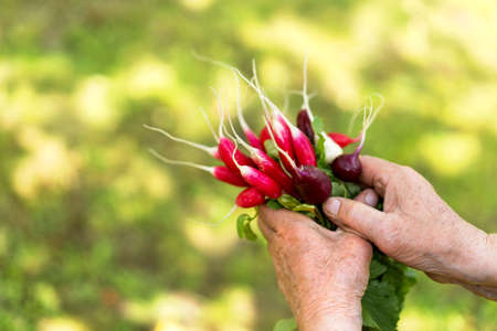 Exposition of fresh organic  radish vegetablesin hands.