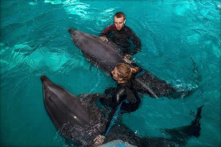 trainers dolphin are engaged in a poolの写真素材