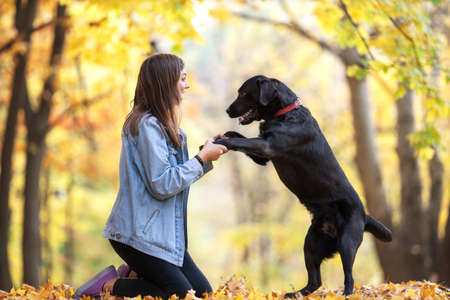 girl with her dog labrador in autumn sunny parkの写真素材