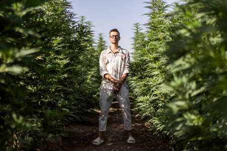 portrait fashion guy in yellow sunglasses in green clothes posing on the cannabis field, marijuana legalization conceptの写真素材
