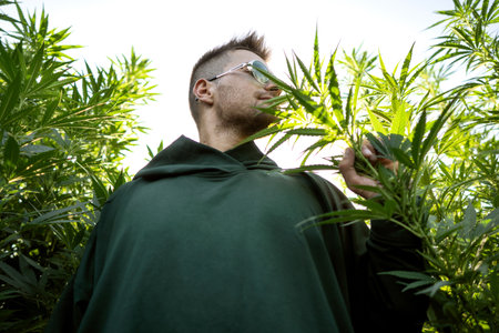 fashion guy in green clothes posing on the hemp field, marijuana legalization conceptの写真素材