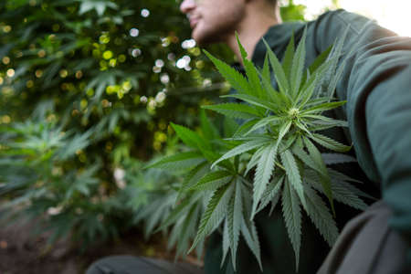 fashion guy in green clothes posing on the hemp field, marijuana legalization conceptの写真素材