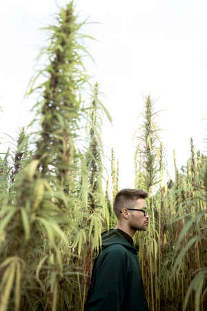 fashion guy in green clothes posing on the hemp field, marijuana legalization conceptの写真素材