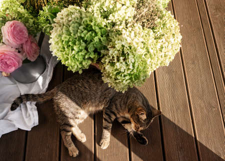 cat lies on the porch with a bouquet of flowers, home conceptの写真素材