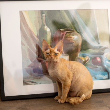 Devon Rex cat with red hair lies on a pillow