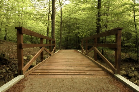 Green forest in Montseny areaの写真素材