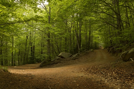 Road in the green forest  Montseny areaの写真素材