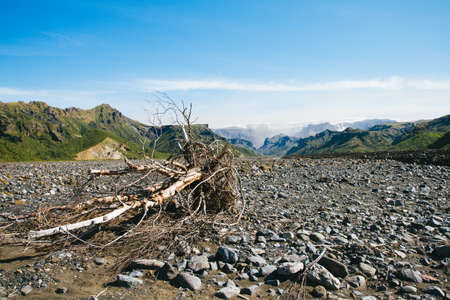 View of a dry trunk in the valley of Iceland
