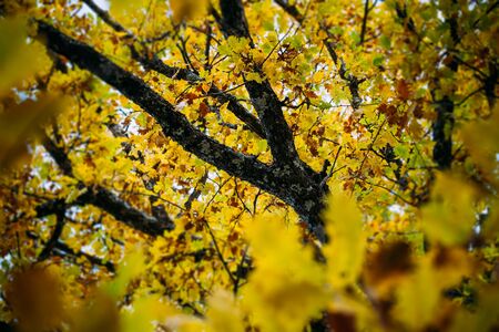 Tree branch in autumnの写真素材