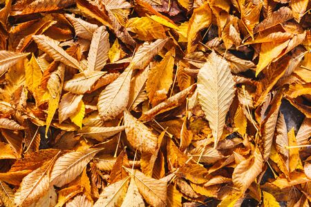 Background of tree leaves in autumnの写真素材